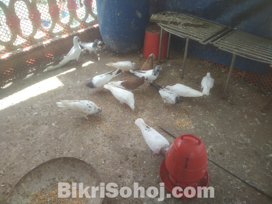 কবুতর বিভিন্ন ধরনের /Pigeon different colors